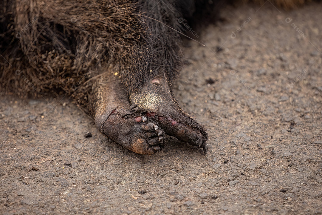 Tamanduá-bandeira atropelado com patas queimadas pelo fogo ilustrativo do tema atropelamento de fauna para campanhas de conscientização