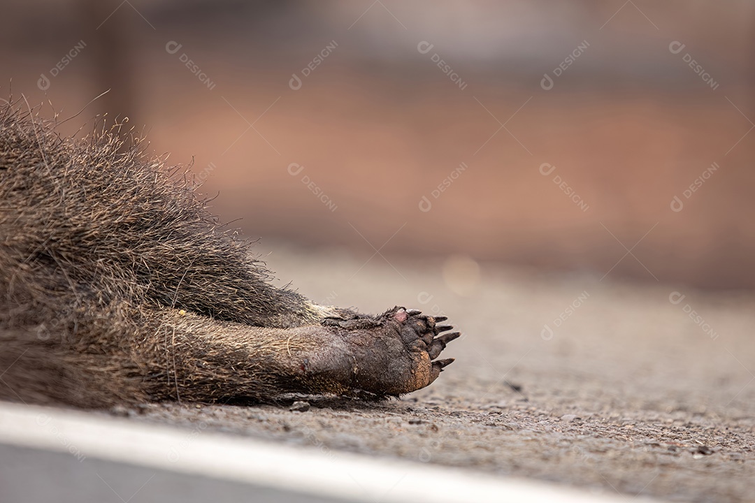 Tamanduá-bandeira atropelado com patas queimadas pelo fogo ilustrativo do tema atropelamento de fauna para campanhas de conscientização