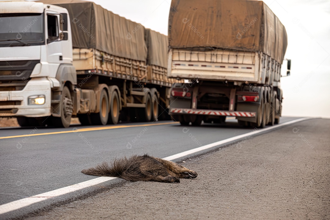Atropelamento de tamanduá-bandeira ilustrativo dos temas atropelamento de fauna ou atropelamento de animais silvestres para fins de campanhas de conscientização