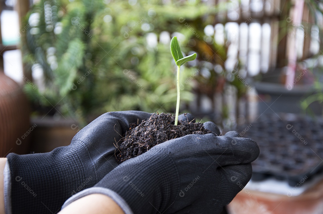 Mudas que os agricultores têm nas mãos