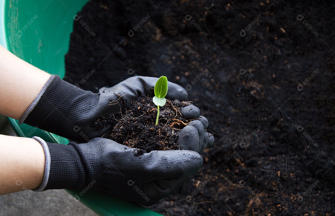Mudas que os agricultores têm nas mãos