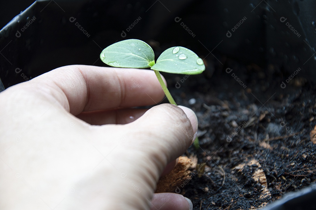 Mudas de hortaliças prontas para serem plantadas