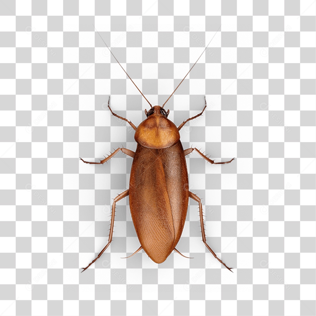 Inseto Barata PNG Transparente