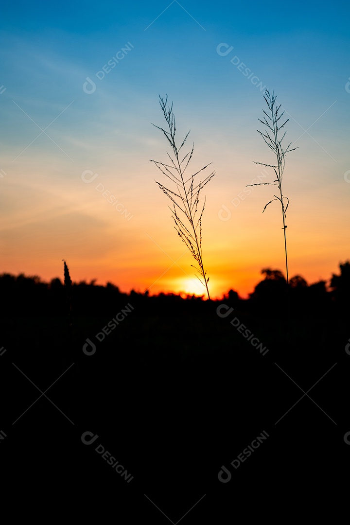 Ajardine a grama da flor no arroz do campo na manhã e na árvore da silhueta