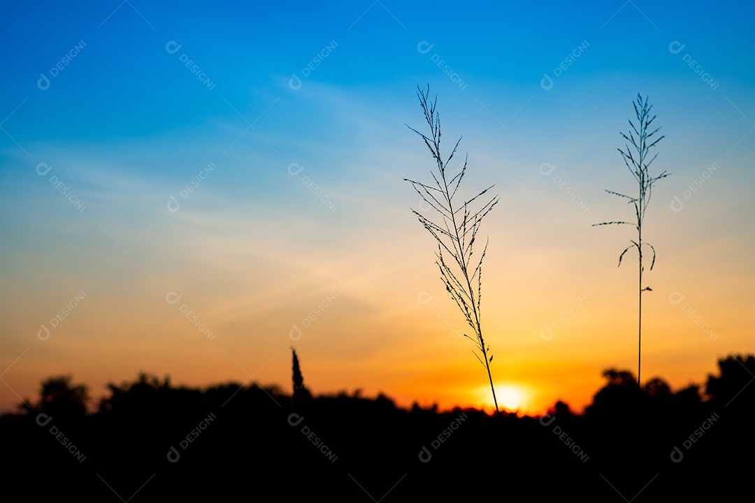 Ajardine a grama da flor no arroz do campo na manhã e na árvore da silhueta