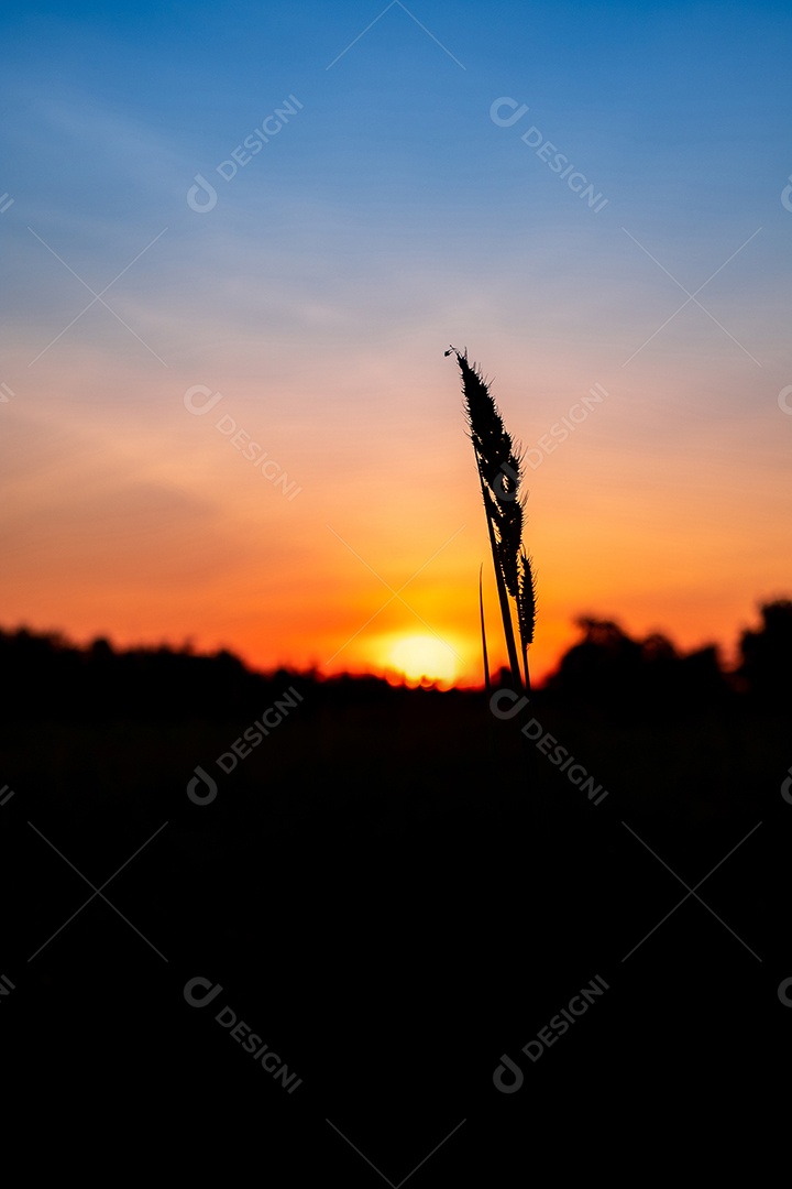 Ajardine a grama da flor no arroz do campo na manhã e na árvore da silhueta