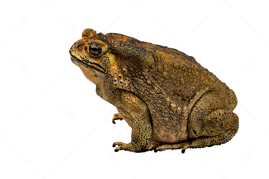Sapo comum isolado em fundo branco