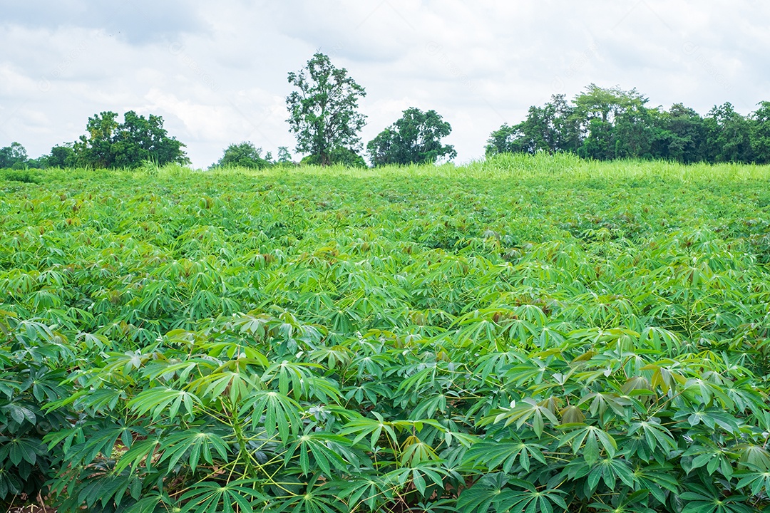 A mandioca, nas plantações de mandioca na época das chuvas, tem verdura e frescor.