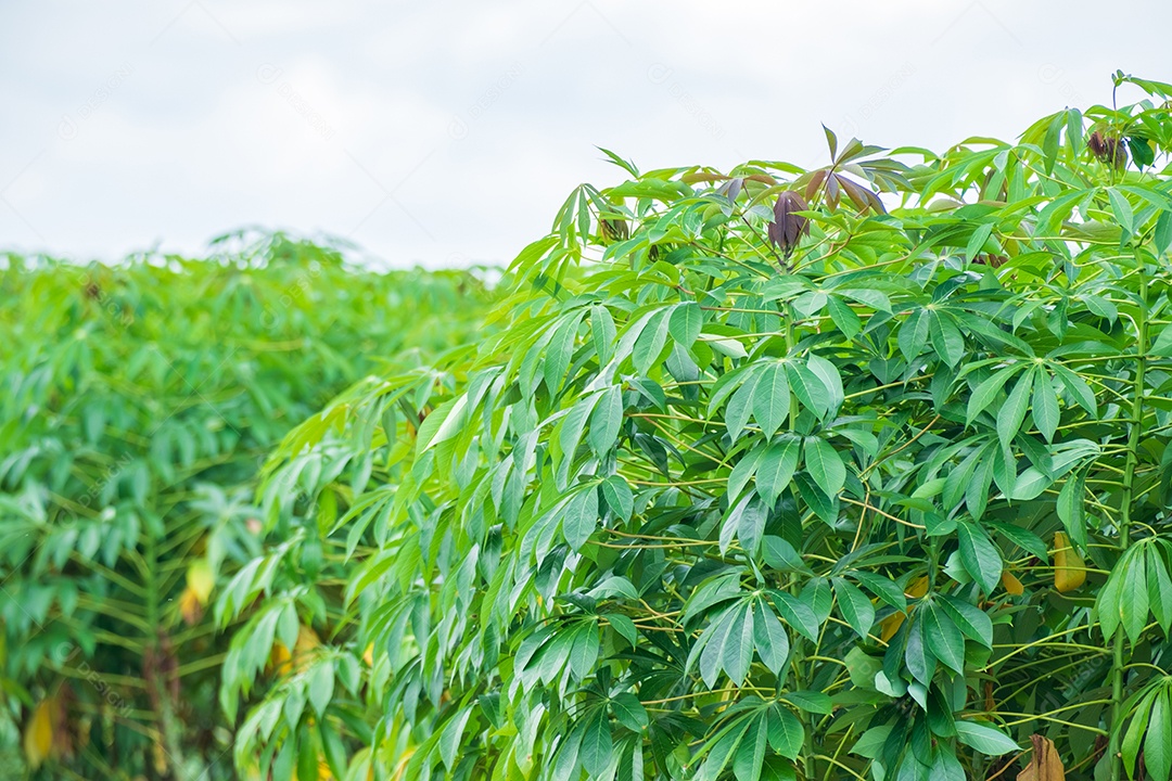 A mandioca, nas plantações de mandioca na época das chuvas, tem verdura e frescor.