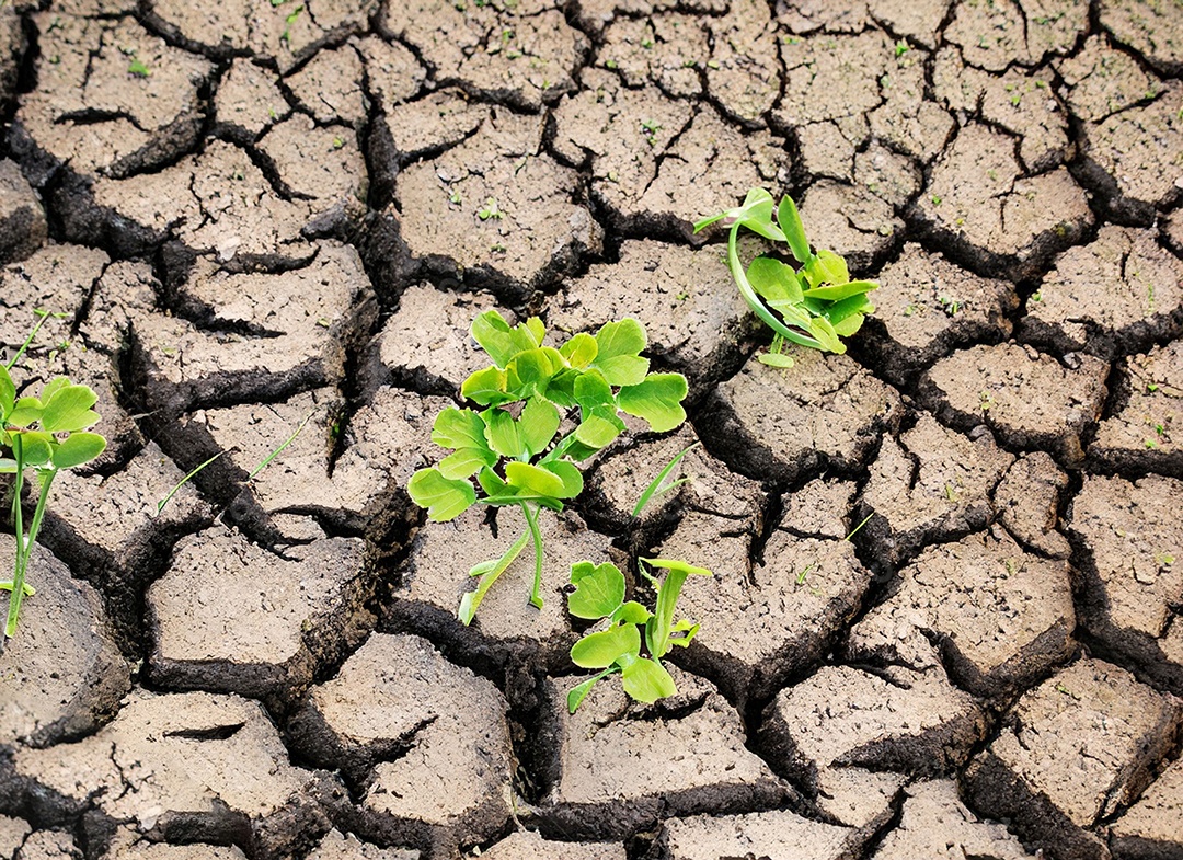 Brotos verdes com terra seca e rachada