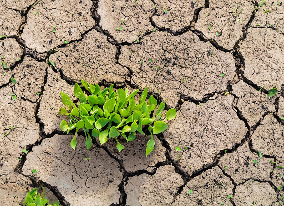 Brotos verdes com terra seca e rachada