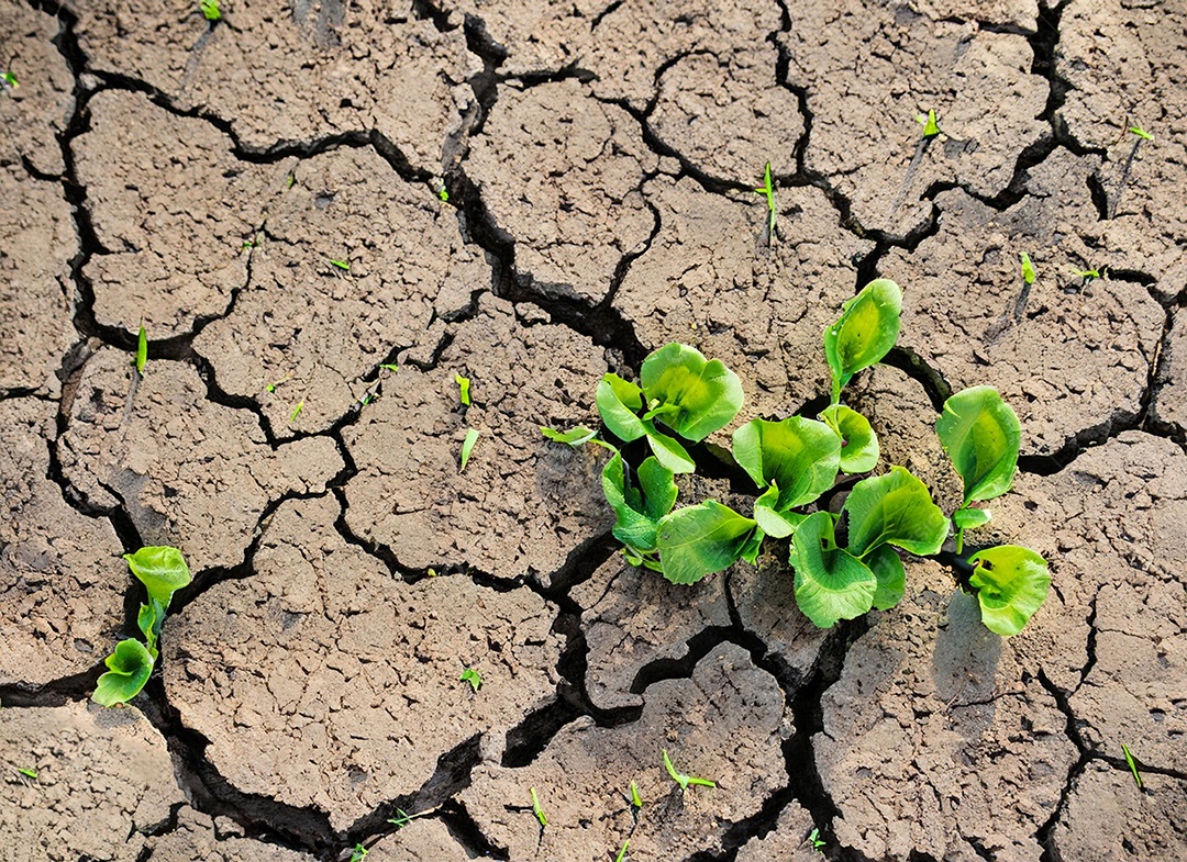 Brotos verdes com terra seca e rachada