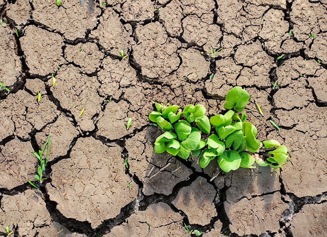 Brotos verdes com terra seca e rachada