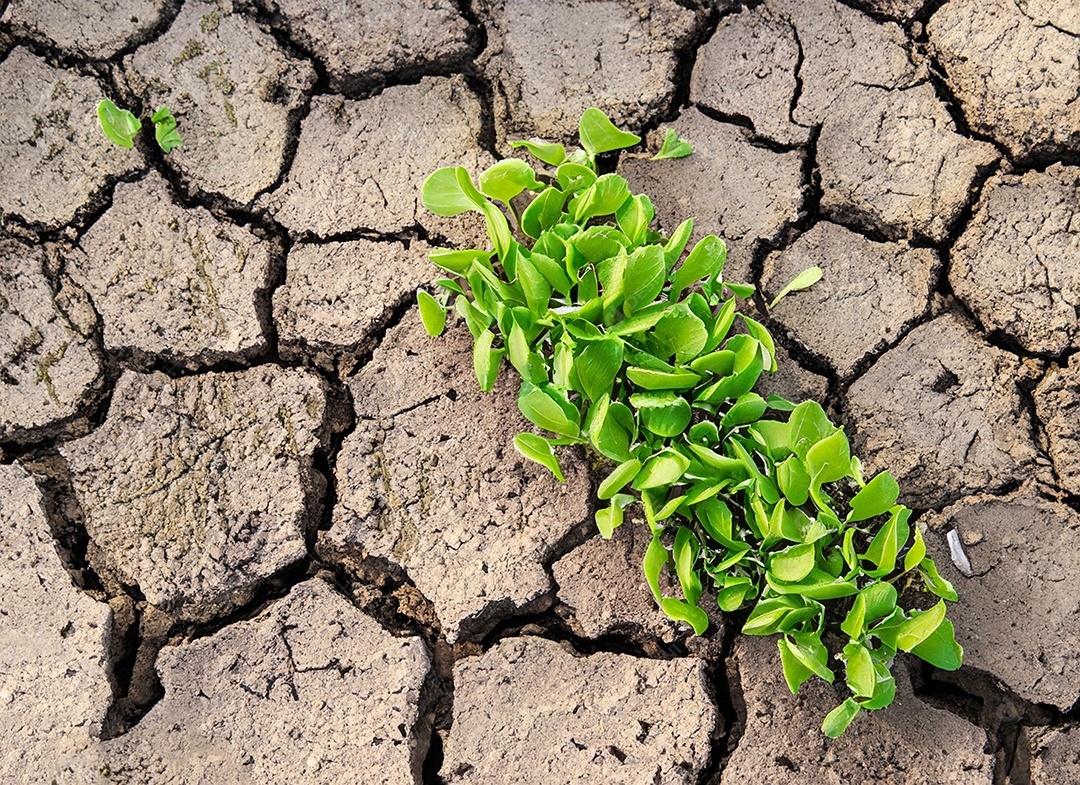 Brotos verdes com terra seca e rachada