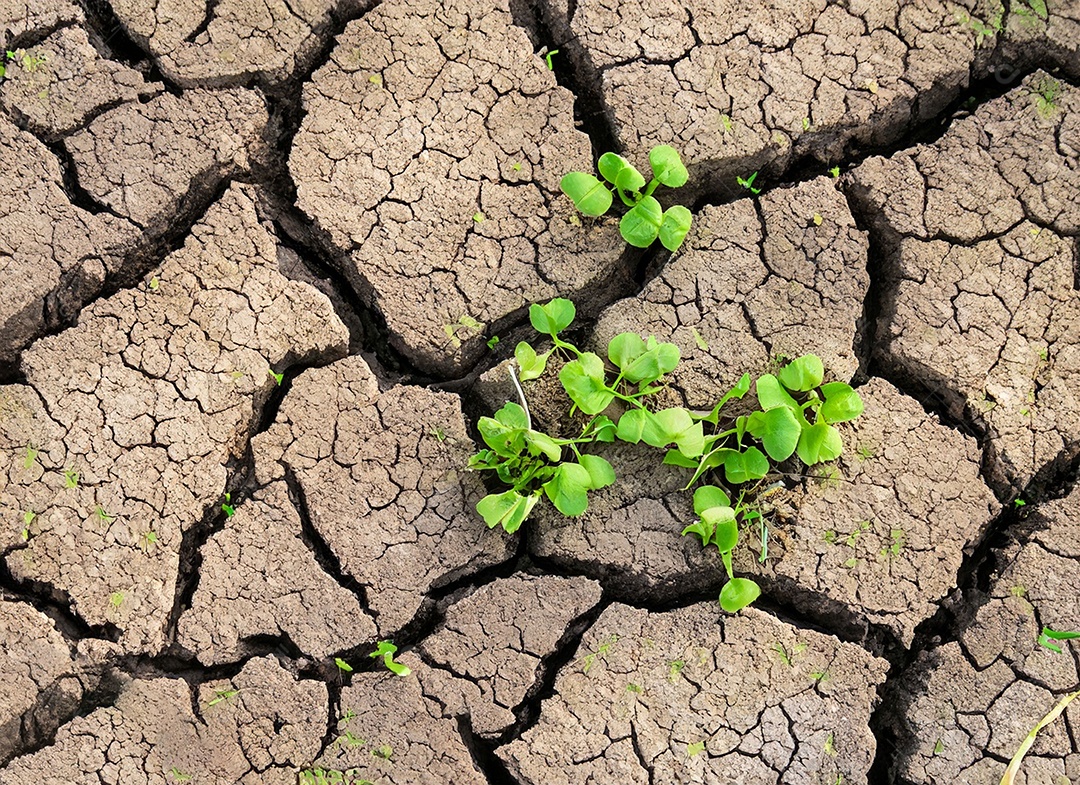 Brotos verdes com terra seca e rachada