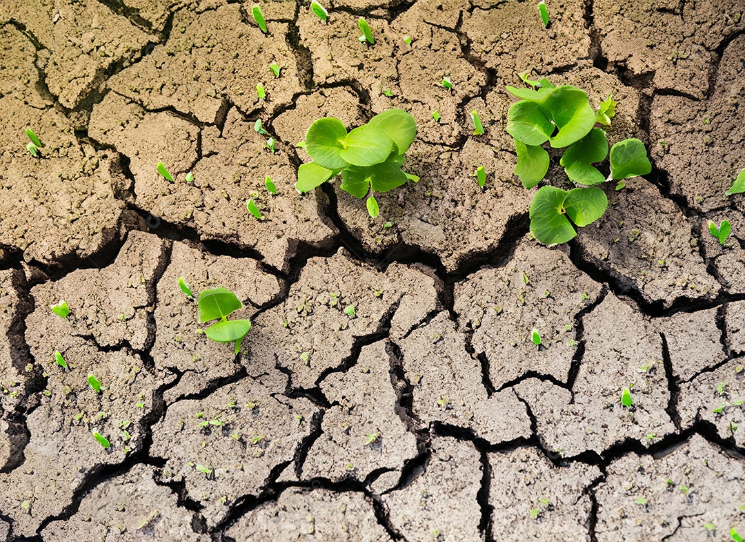 Brotos verdes com terra seca e rachada