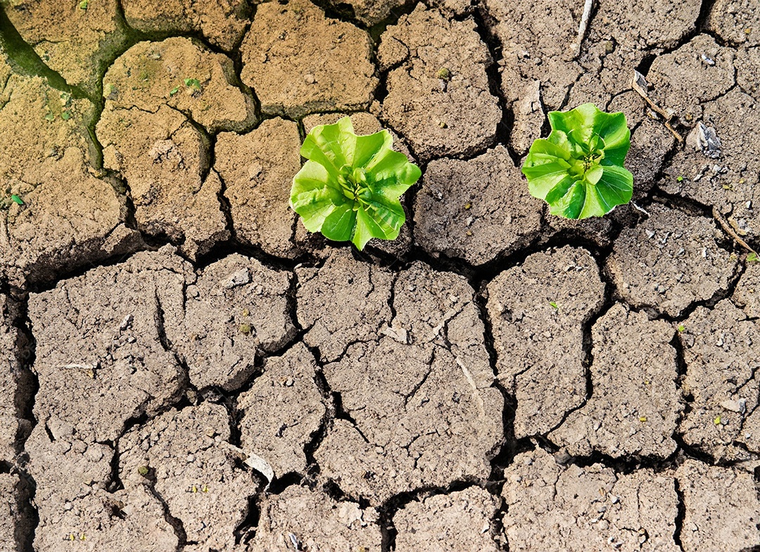 Brotos verdes com terra seca e rachada
