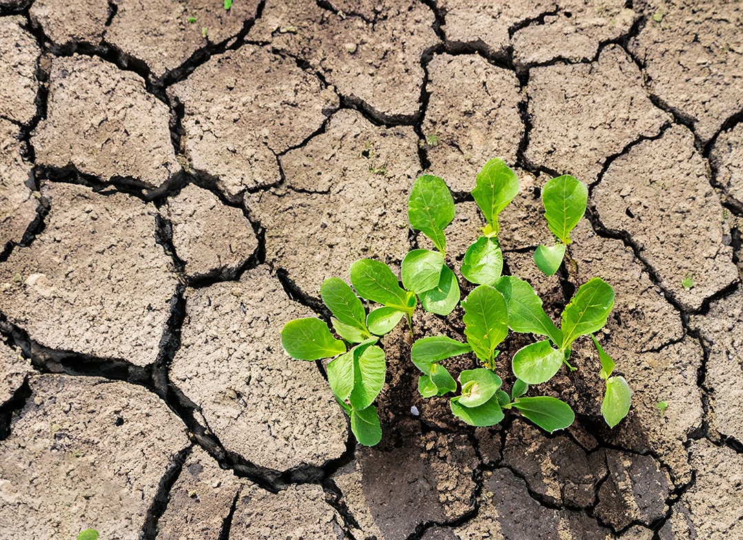 Brotos verdes com terra seca e rachada