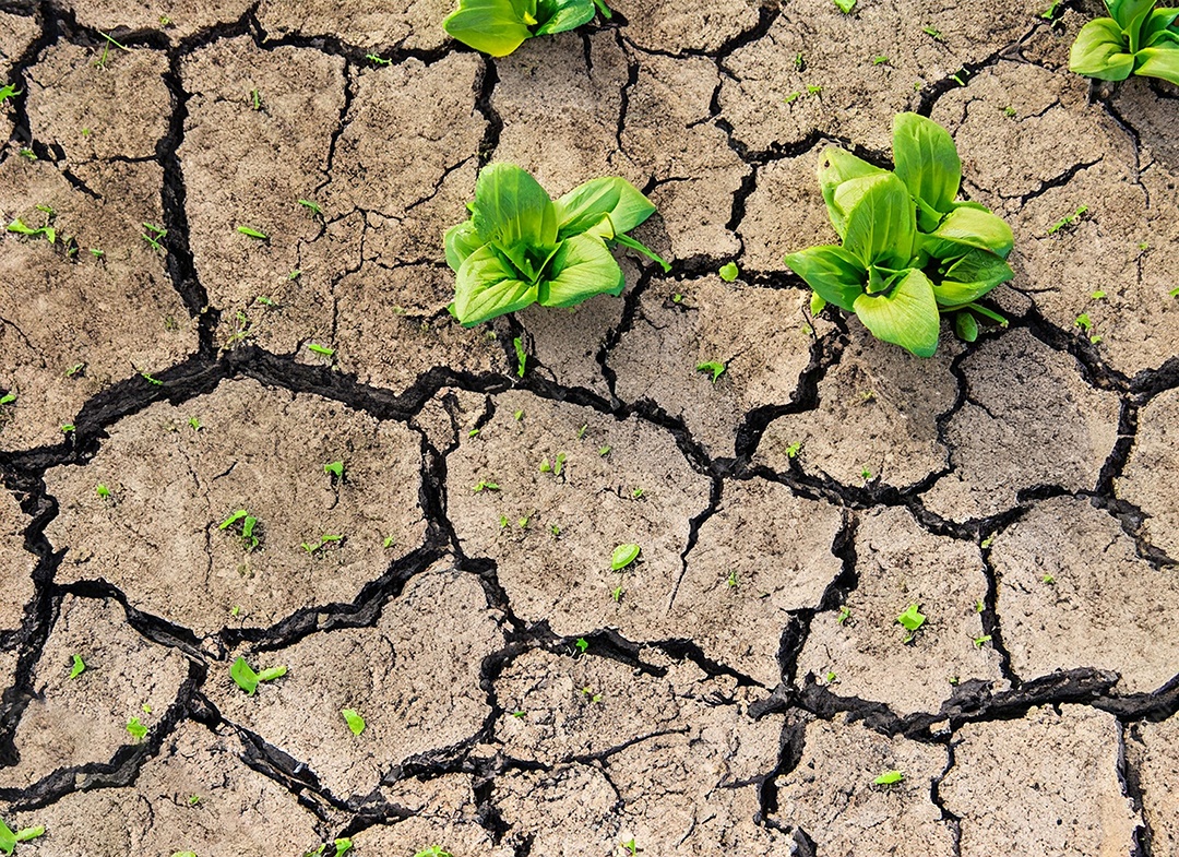 Brotos verdes com terra seca e rachada