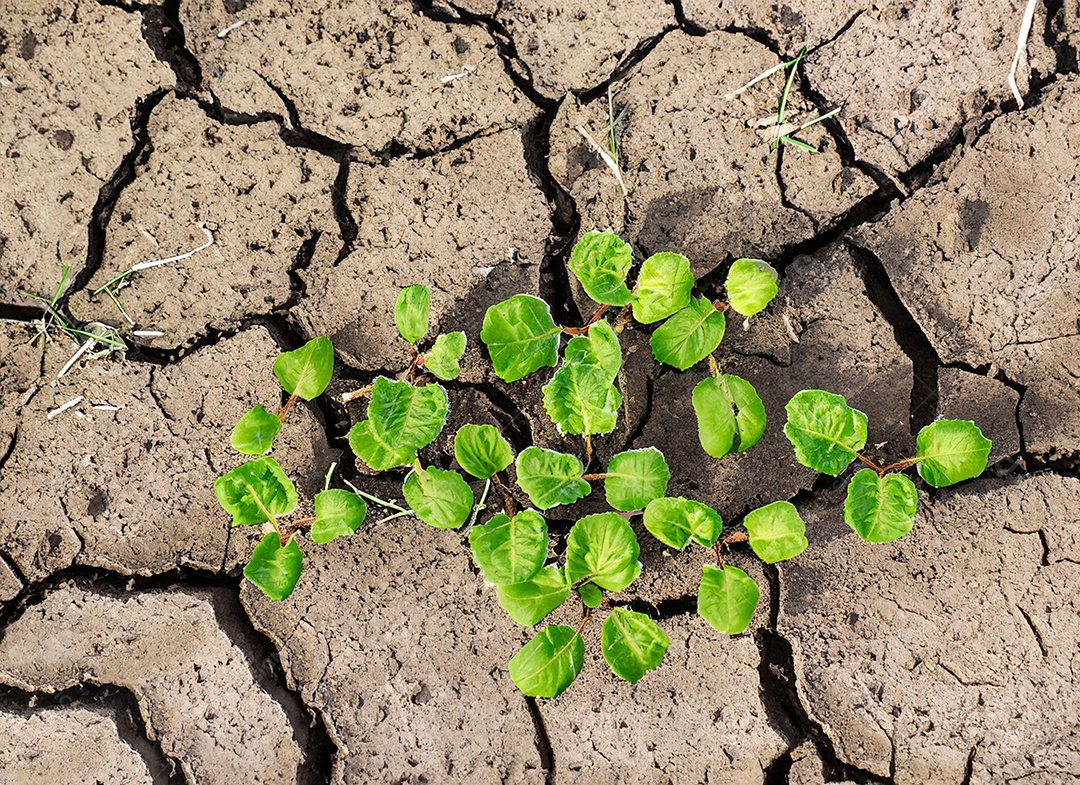 Brotos verdes com terra seca e rachada
