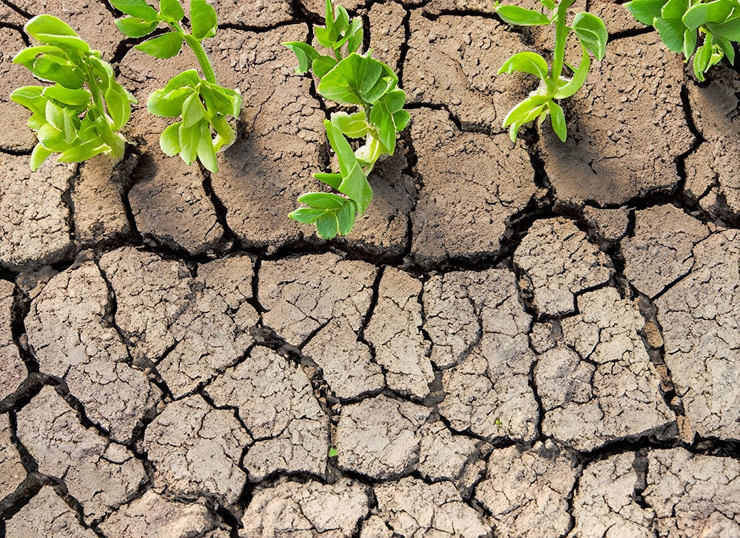 Brotos verdes com terra seca e rachada