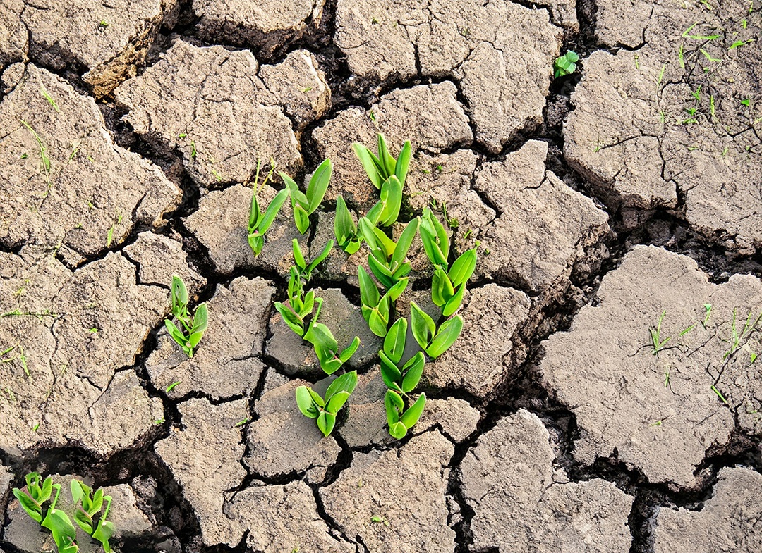 Brotos verdes com terra seca e rachada
