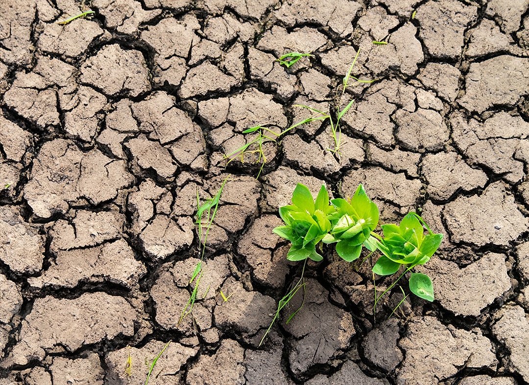Brotos verdes com terra seca e rachada