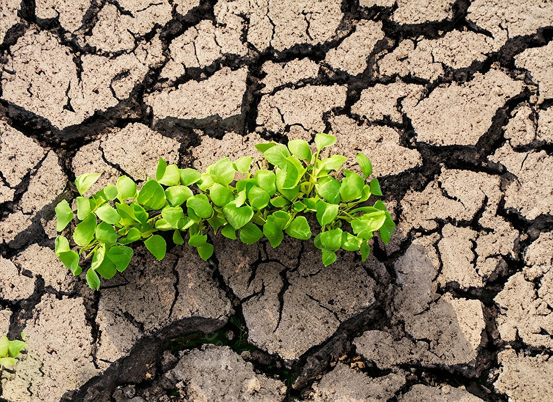 Brotos verdes com terra seca e rachada