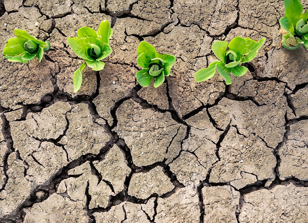 Brotos verdes com terra seca e rachada