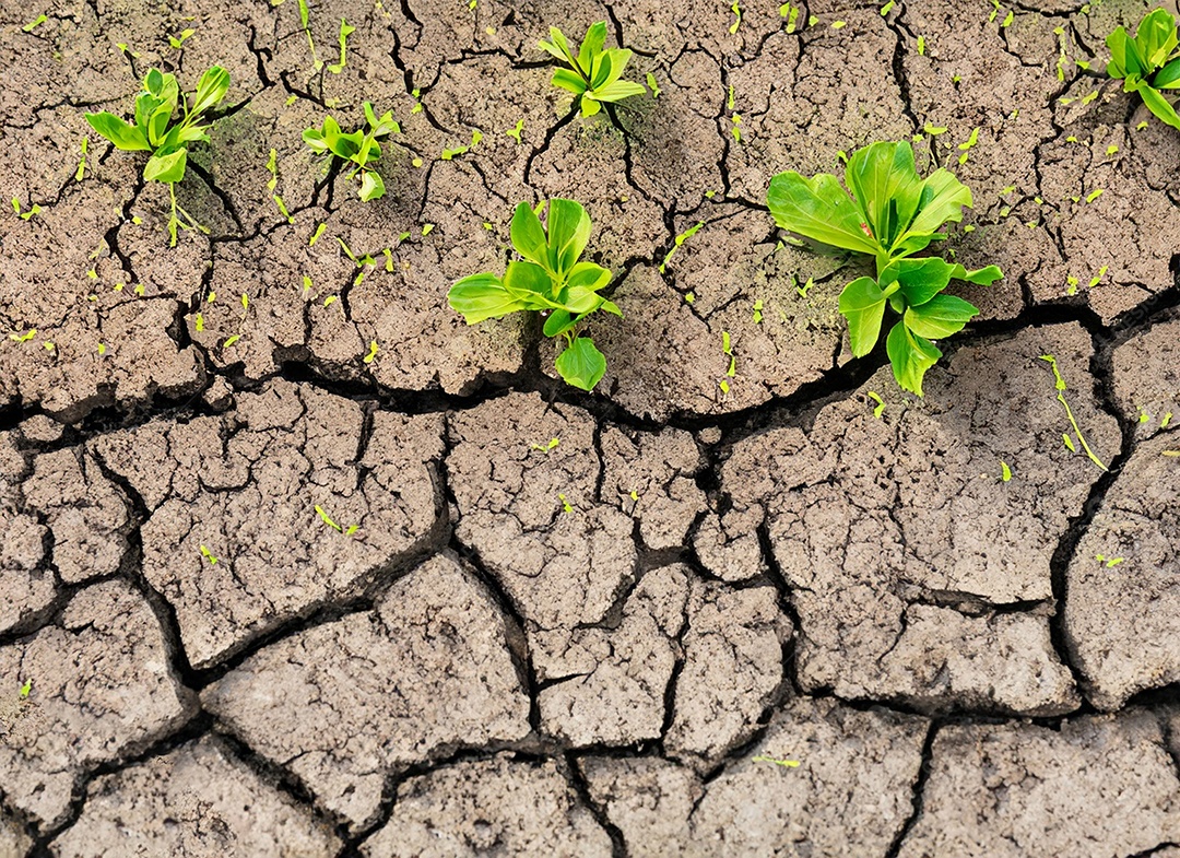 Brotos verdes com terra seca e rachada
