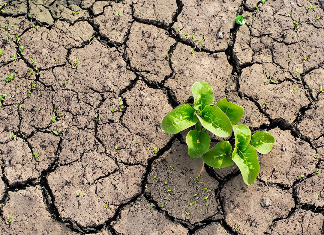 Brotos verdes com terra seca e rachada