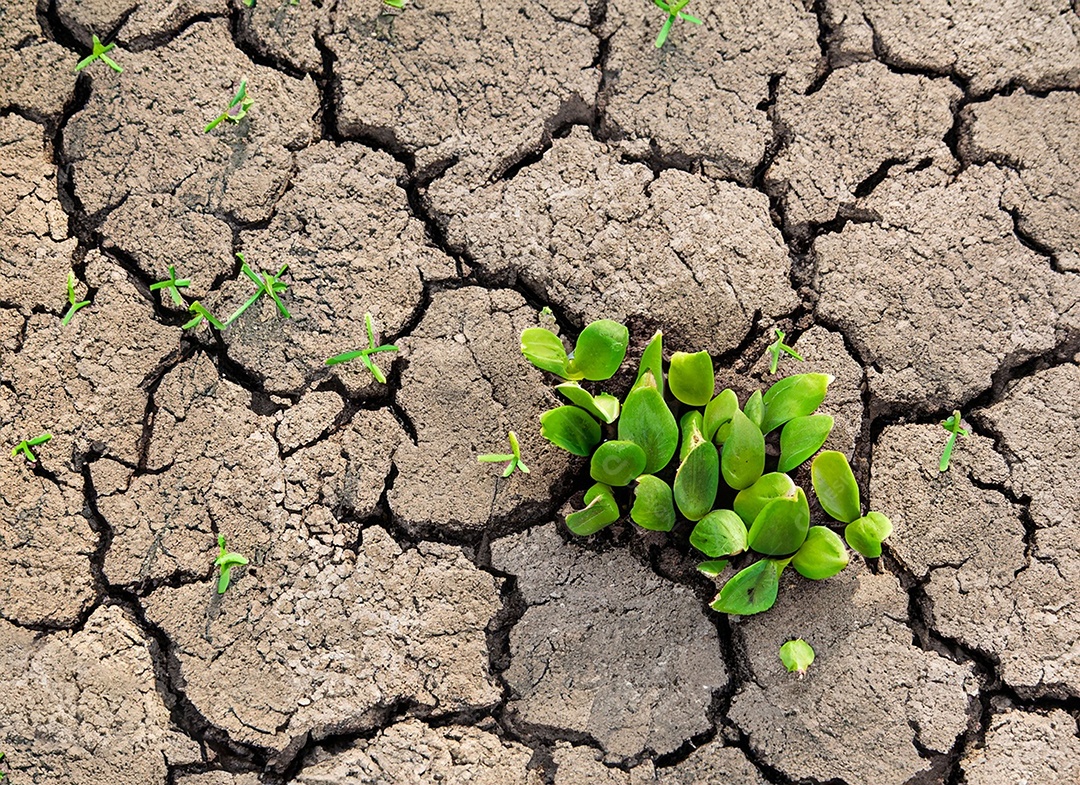 Brotos verdes com terra seca e rachada
