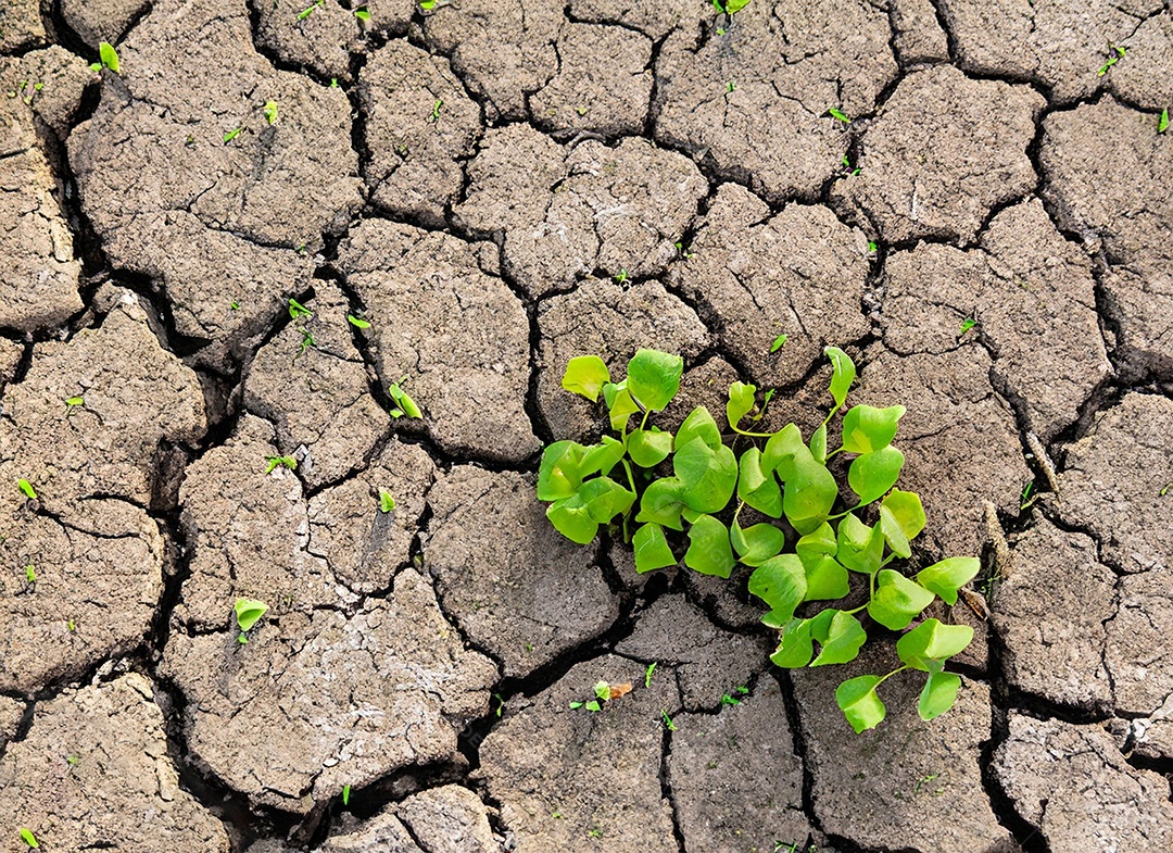 Brotos verdes com terra seca e rachada