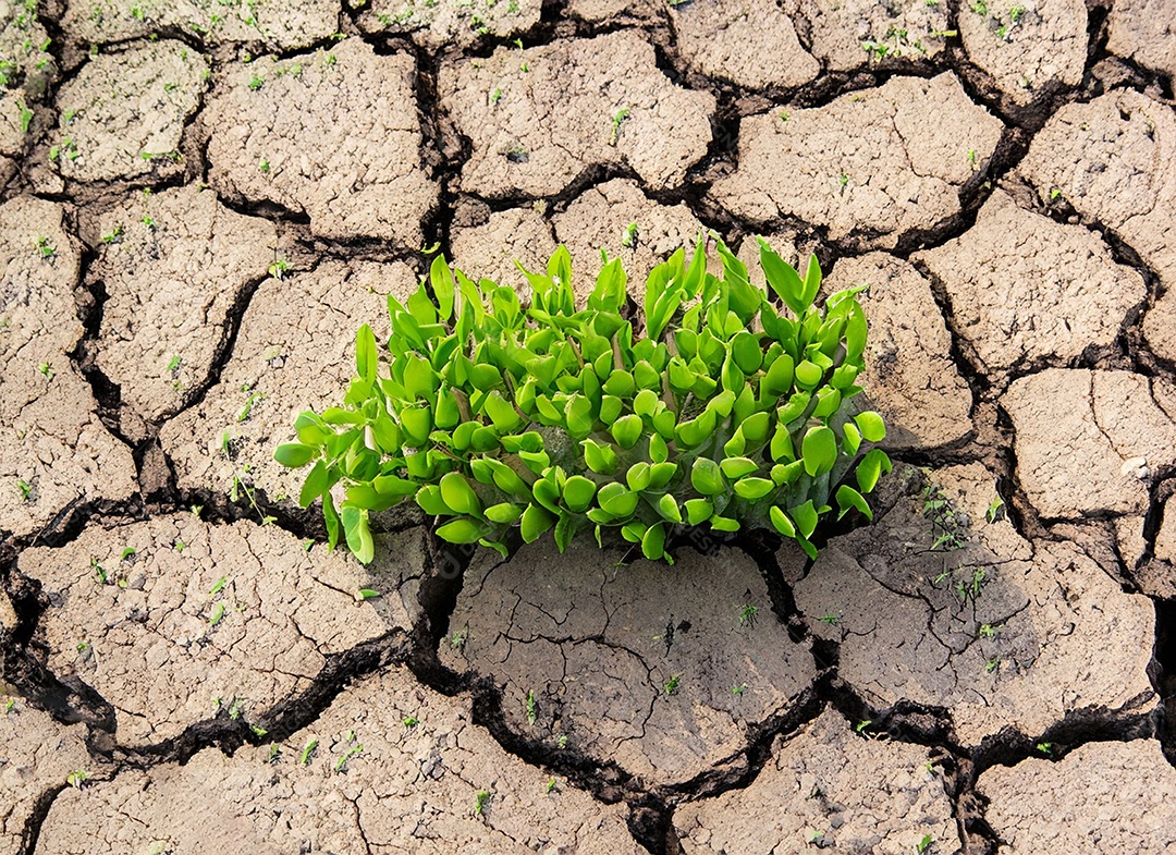 Brotos verdes com terra seca e rachada