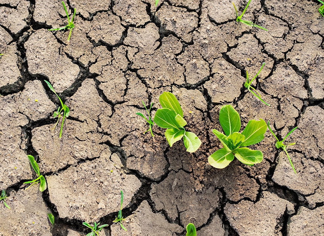 Brotos verdes com terra seca e rachada