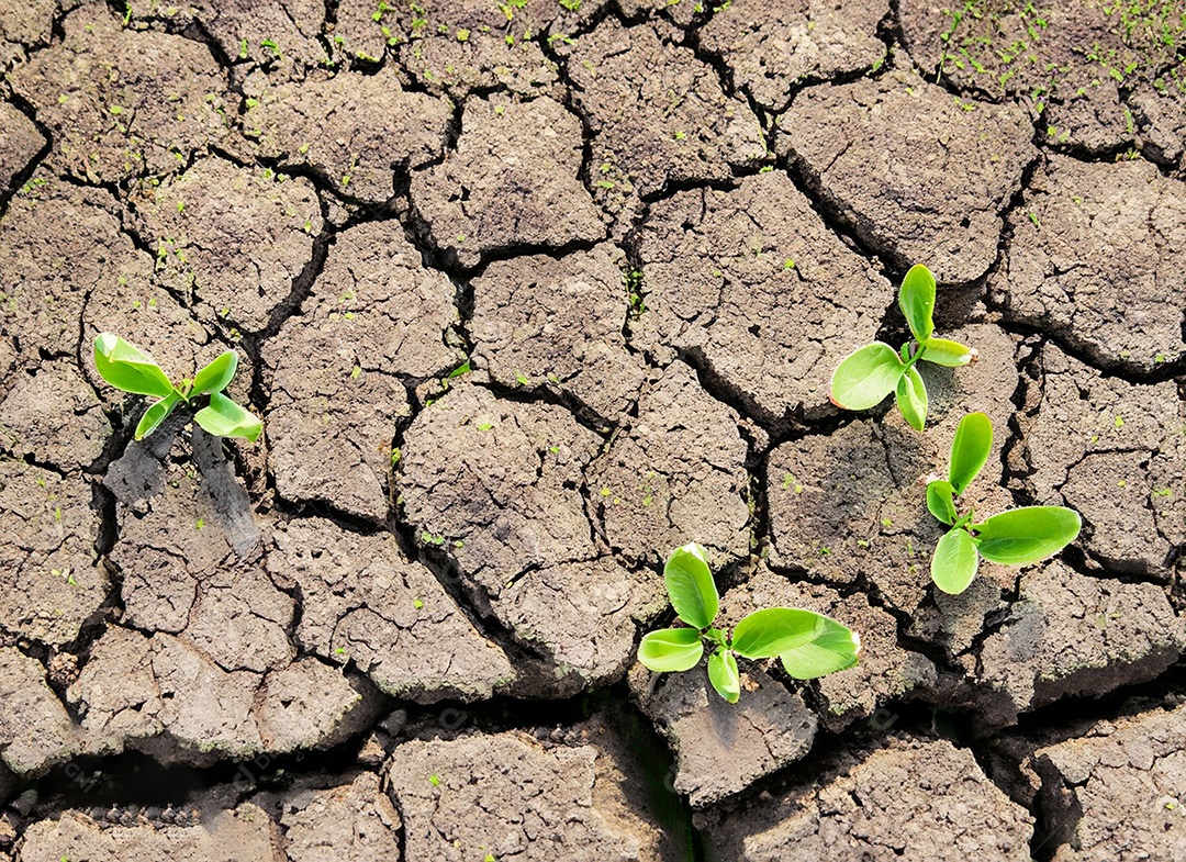 Brotos verdes com terra seca e rachada
