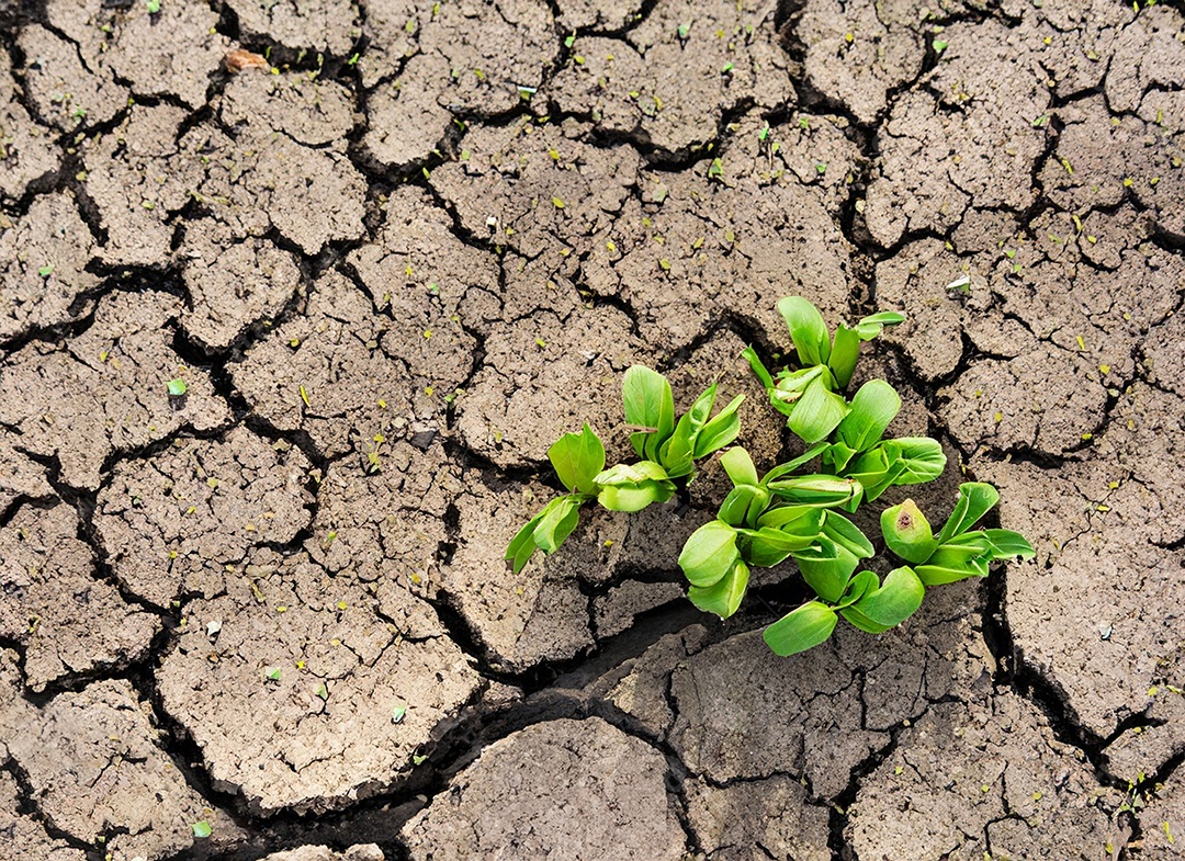Brotos verdes com terra seca e rachada