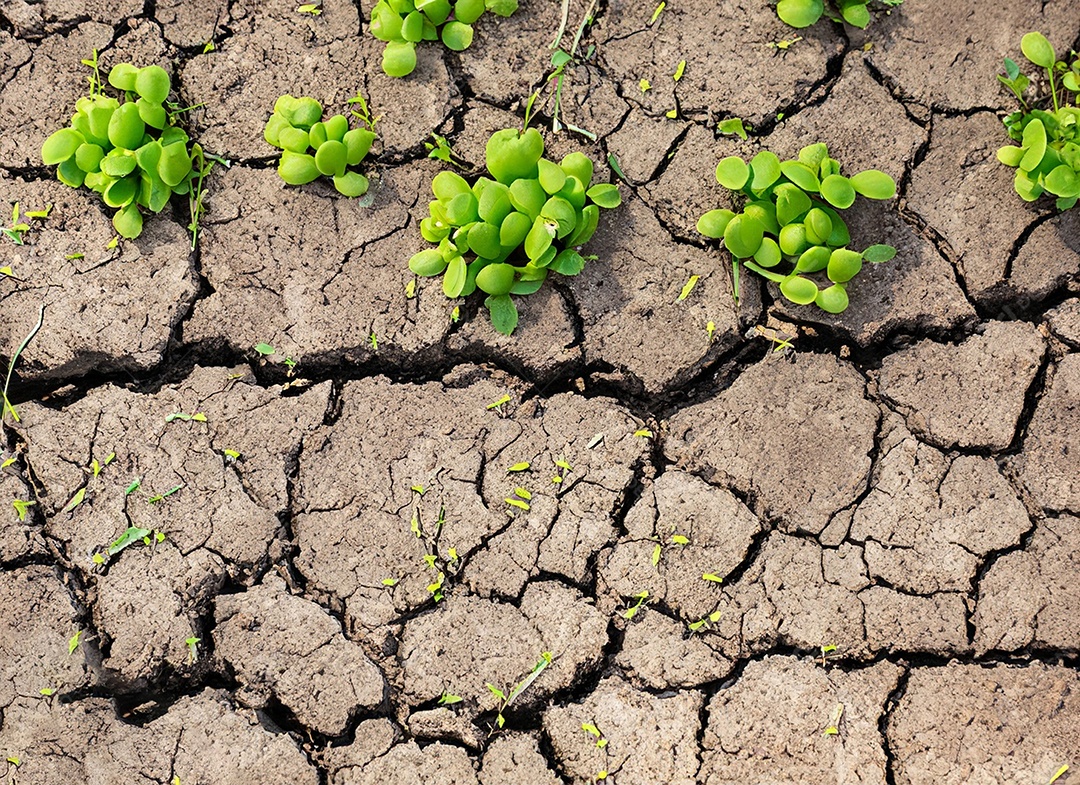 Brotos verdes com terra seca e rachada