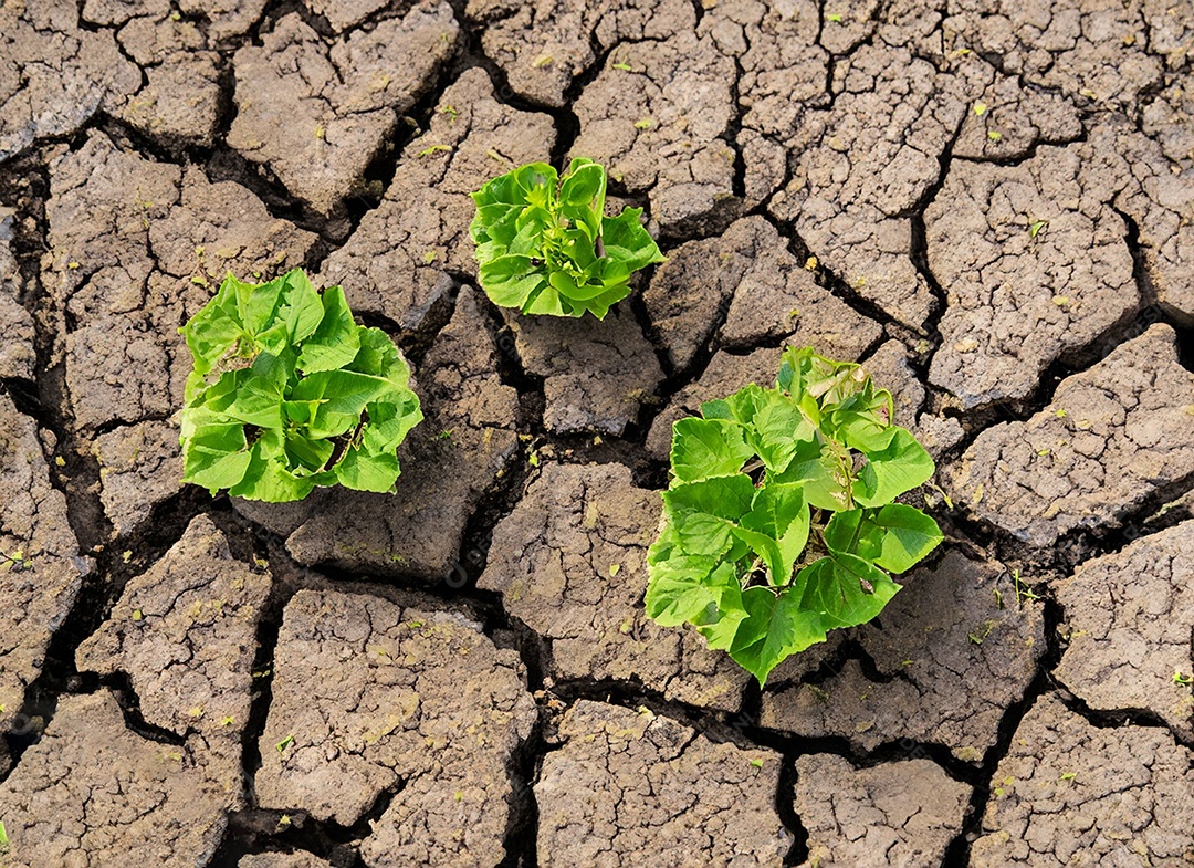 Brotos verdes com terra seca e rachada