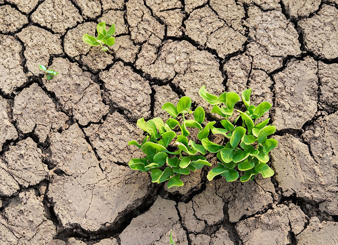 Brotos verdes com terra seca e rachada