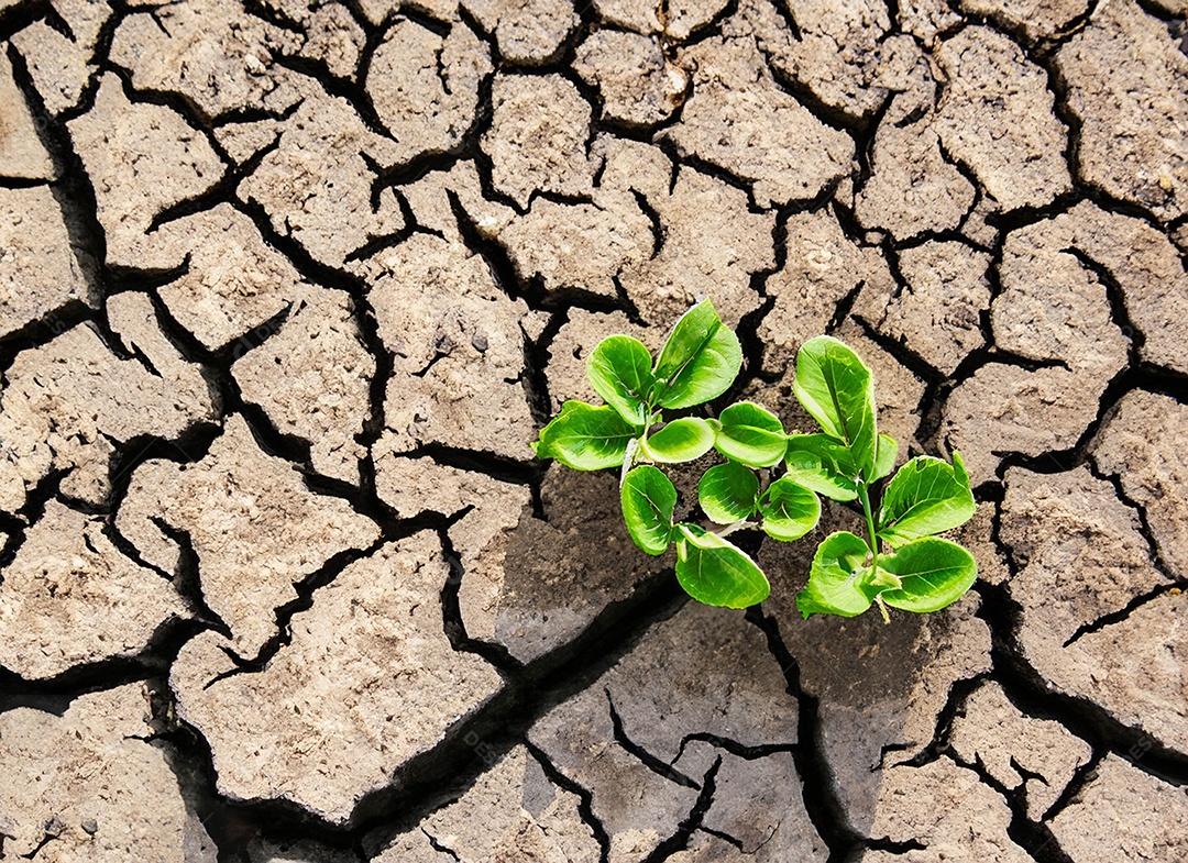 Brotos verdes com terra seca e rachada
