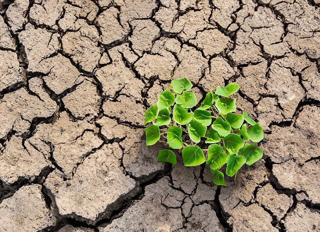Brotos verdes com terra seca e rachada