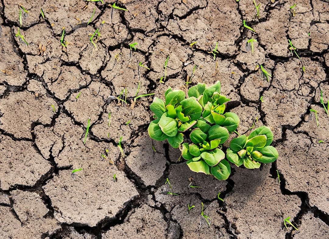Brotos verdes com terra seca e rachada