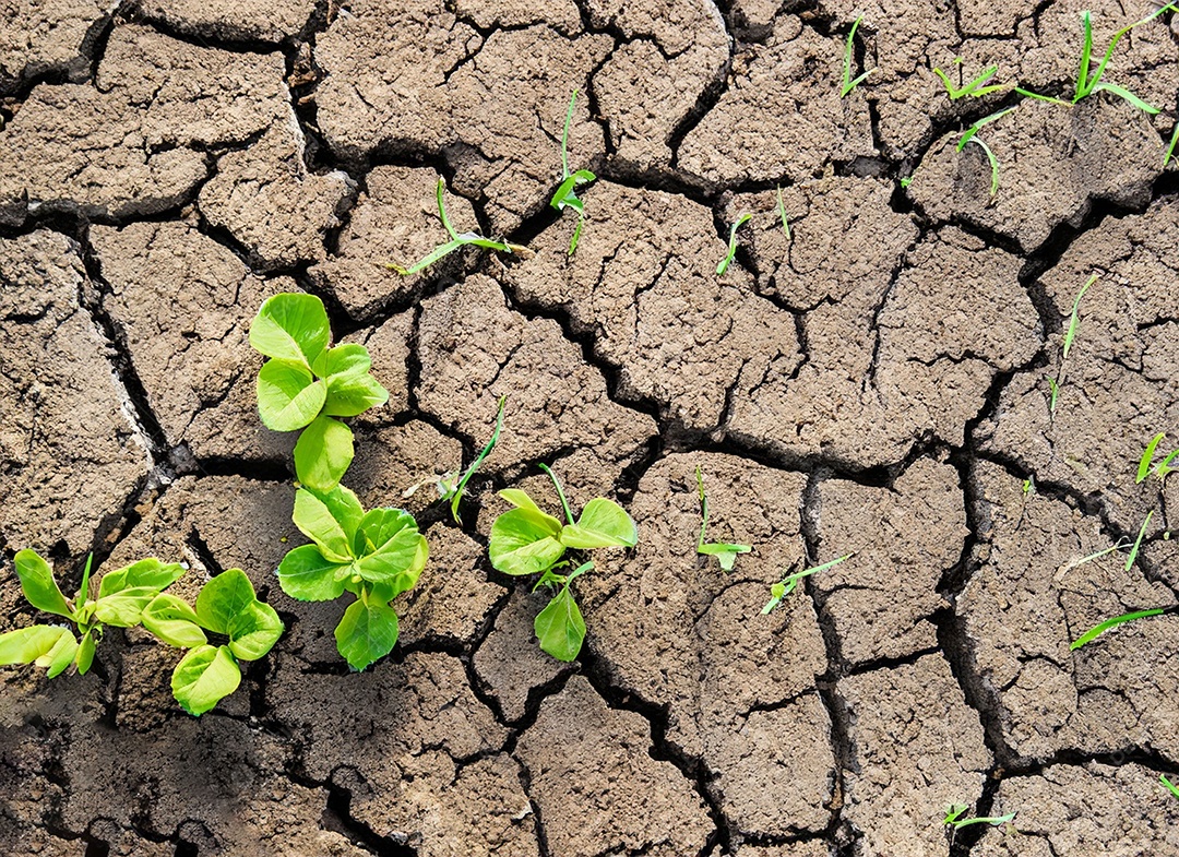 Brotos verdes com terra seca e rachada