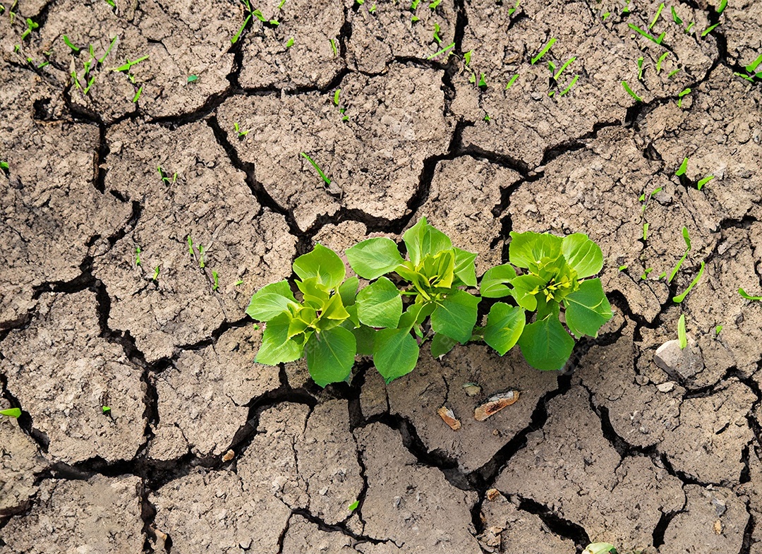 Brotos verdes com terra seca e rachada