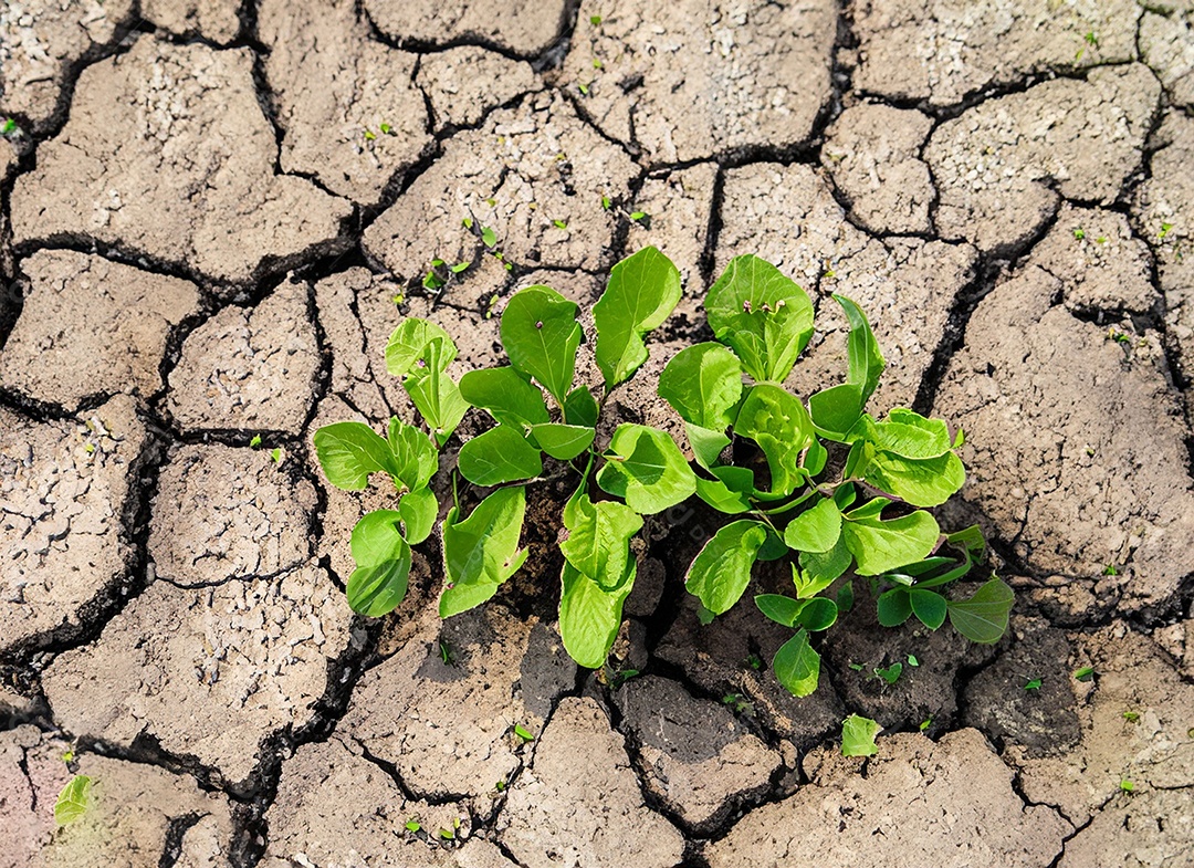 Brotos verdes com terra seca e rachada