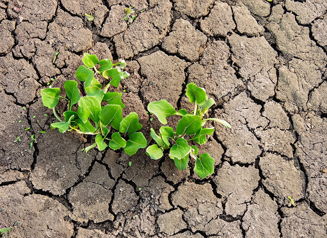Brotos verdes com terra seca e rachada