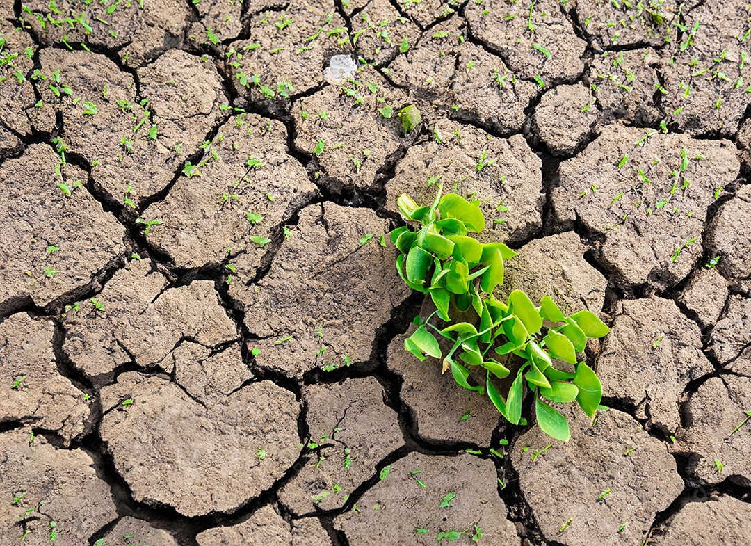 Brotos verdes com terra seca e rachada