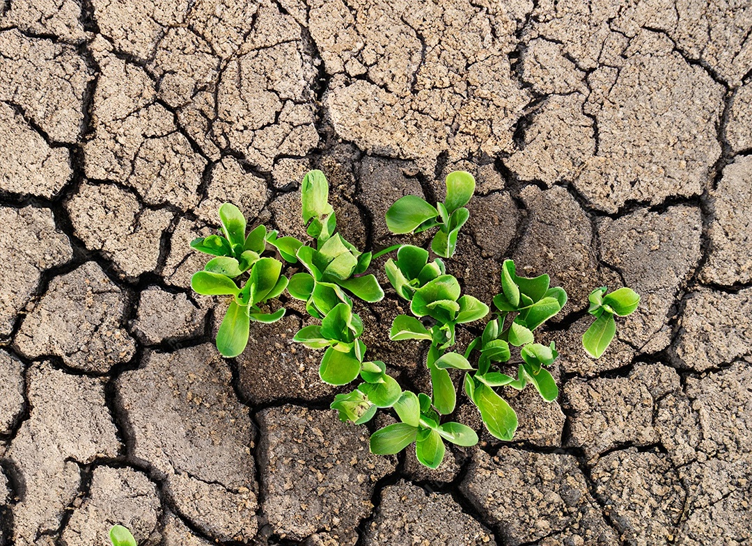 Brotos verdes com terra seca e rachada