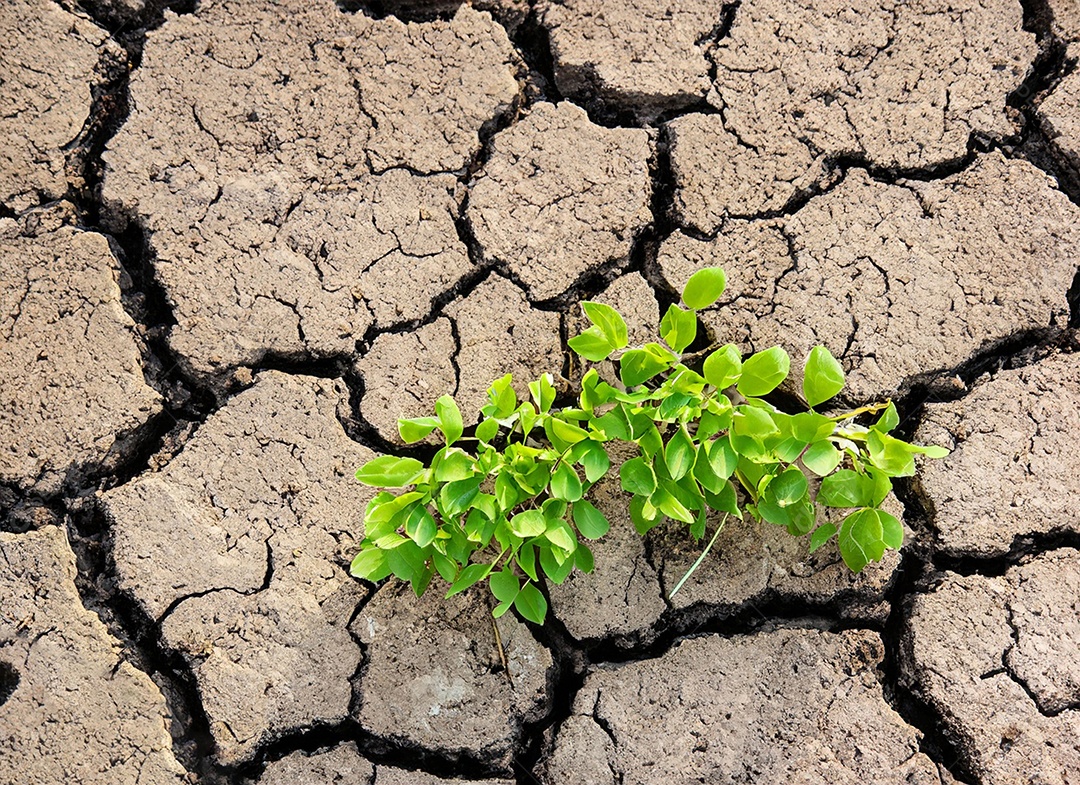Brotos verdes com terra seca e rachada